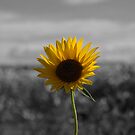 Sunflower by Tim Bates