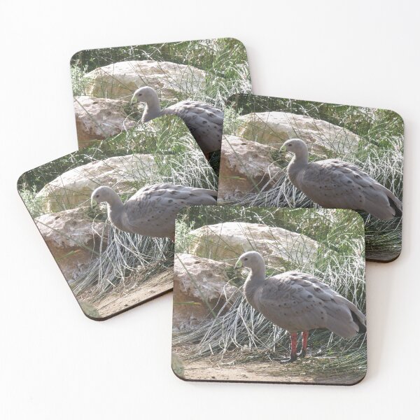 Item preview, Cape barren goose designed and sold by greentiger1.