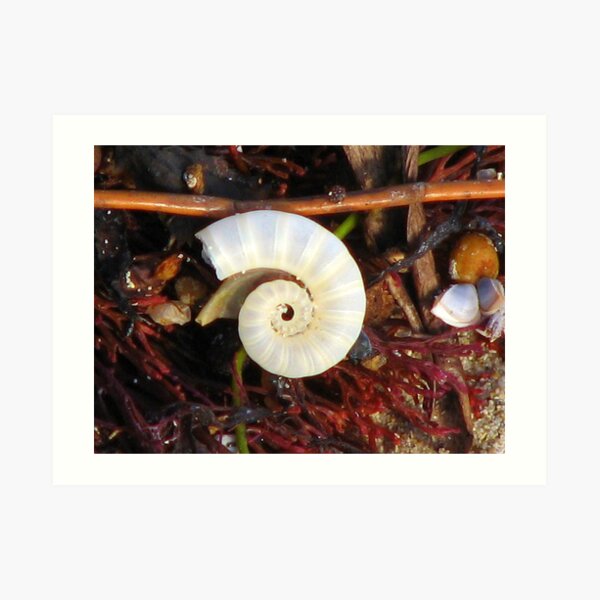 Empty Shell Syndrome Art Print