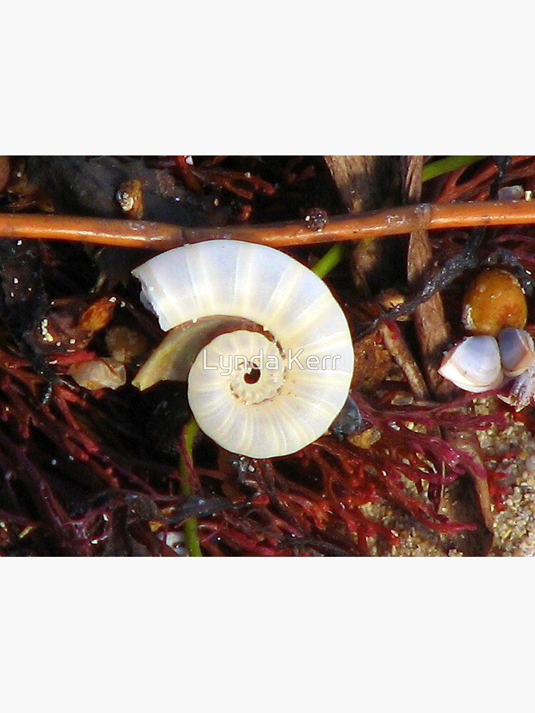 Empty Shell Syndrome by 4sure
