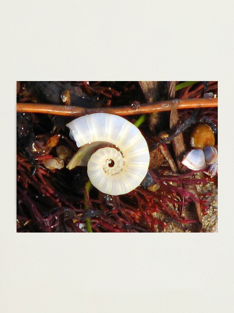 Alternate view of Empty Shell Syndrome Photographic Print