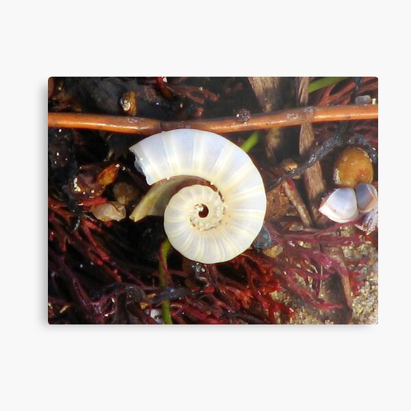 Empty Shell Syndrome Metal Print