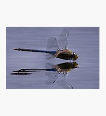 The Art Of A Dragonfly Photographic Print