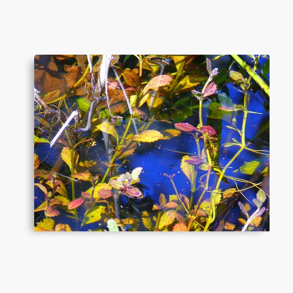 Water Garden Reflects. Canvas Print