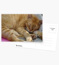 Not Easy Being A Stray Postcards