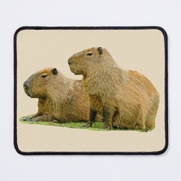 Item preview, Just posing Capybara pair designed and sold by Dalyndigital Photography.