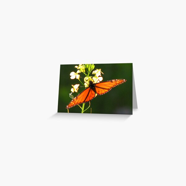 Any Left ? Greeting Card