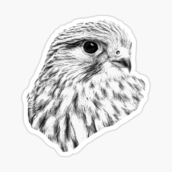 Item preview, Female Kestrel line drawing designed and sold by OwlOccasions.
