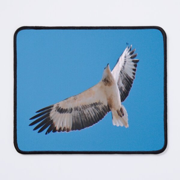 Item preview, RAPTOR ~ White-bellied Sea Eagle by David Irwin pBGrdan5 designed and sold by tasmanianartist.