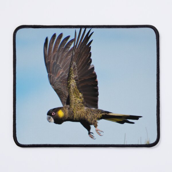 Item preview, PARROT ~ Yellow-tailed Black Cockatoo by David Irwin pBGrdan5 designed and sold by tasmanianartist.