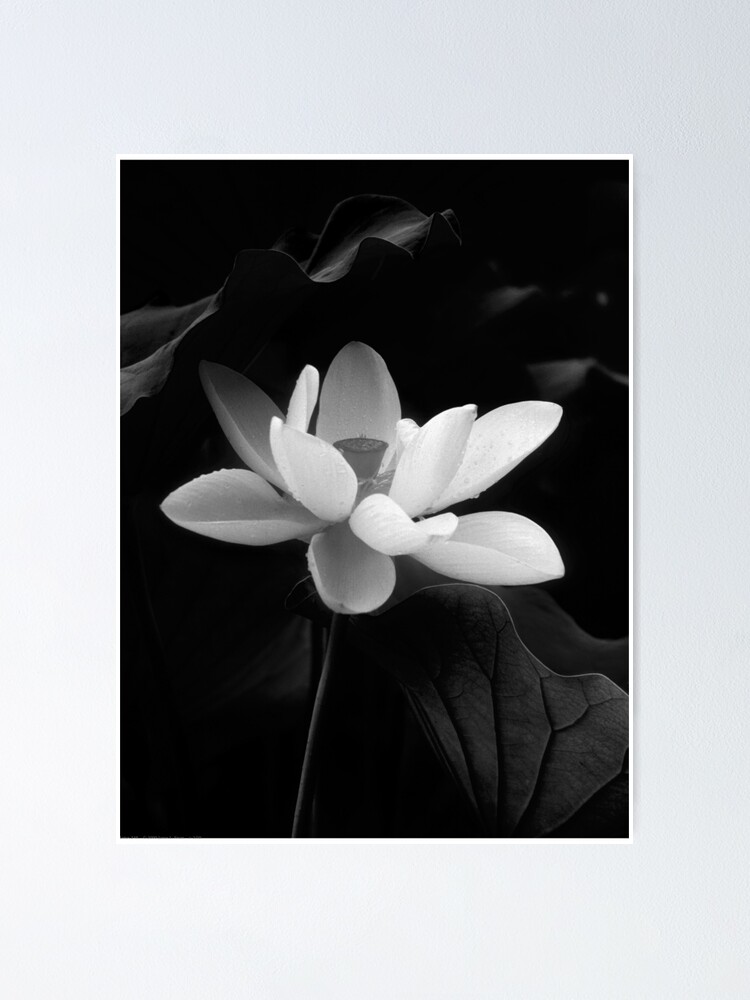Thumbnail 1 of 3, Poster, Lotus #48 designed and sold by janossison.