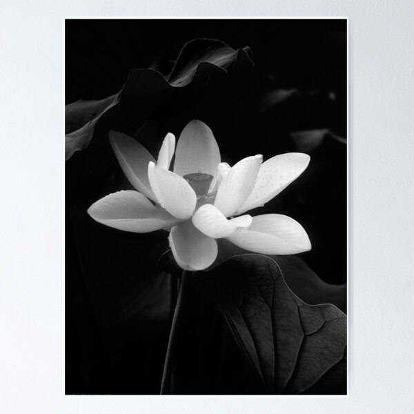 Item preview, Lotus #48 designed and sold by Janos Sison.