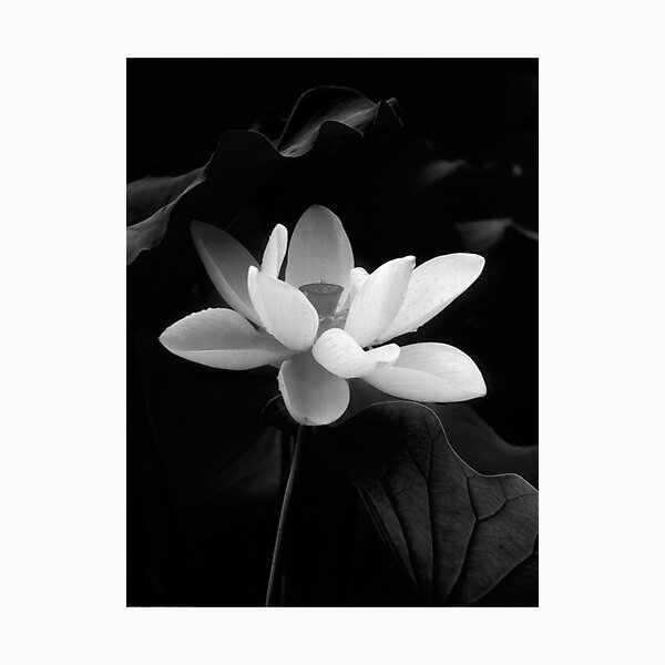 Item preview, Lotus #48 designed and sold by Janos Sison.