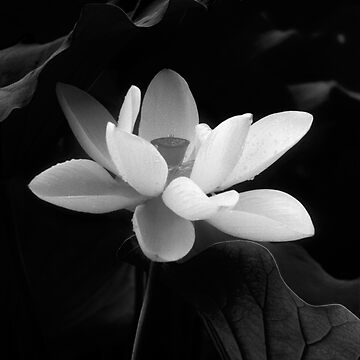 Artwork thumbnail, Lotus #48 by Janos Sison