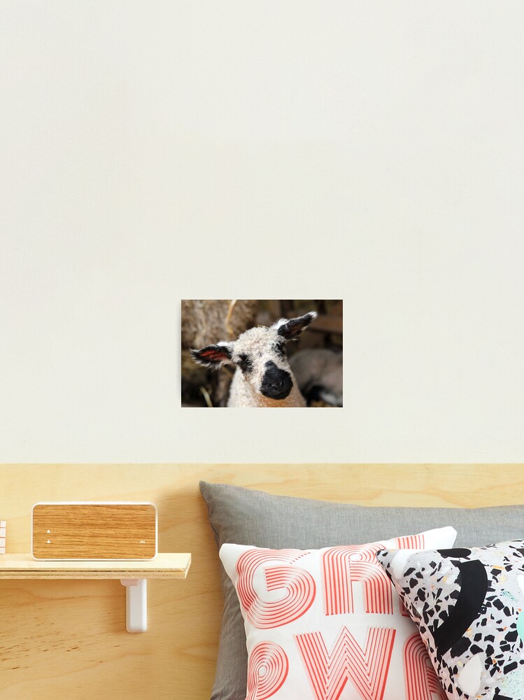 Thumbnail 1 of 3, Photographic Print, Knitted Lamb designed and sold by neandercol.