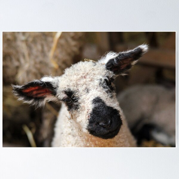 Item preview, Knitted Lamb designed and sold by neandercol.