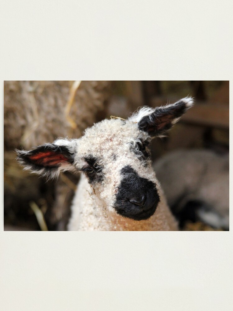 Thumbnail 2 of 3, Photographic Print, Knitted Lamb designed and sold by neandercol.