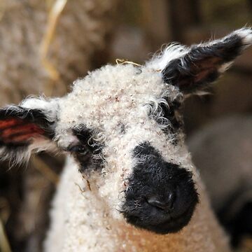 Artwork thumbnail, Knitted Lamb by neandercol