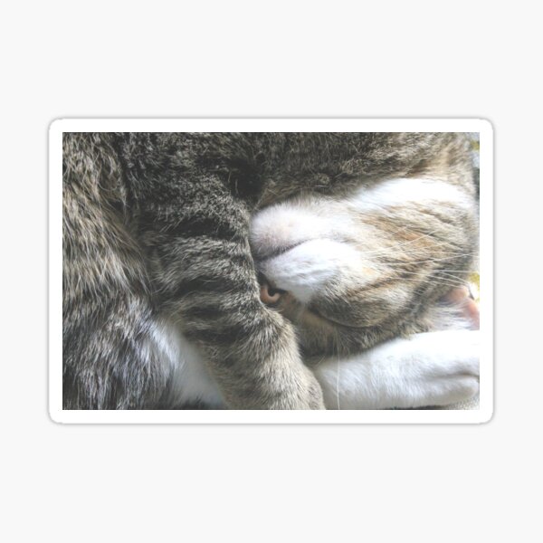 Sleeping Funny Sticker