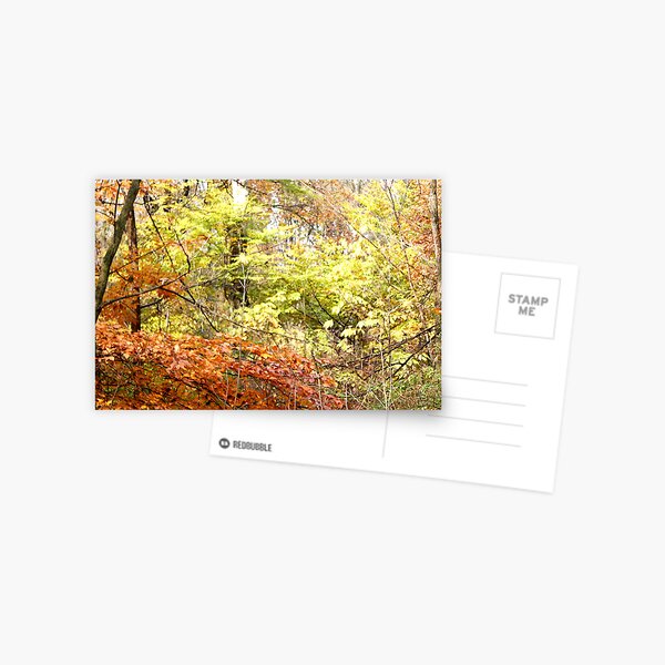 Golden Leaves Postcard