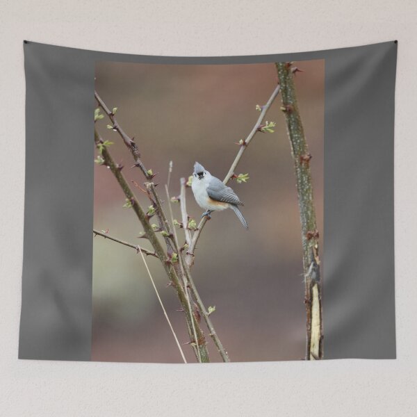 Item preview, Face-to-face with a tufted titmouse designed and sold by LisaNaturePhoto.