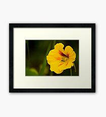 Flower Framed Print
