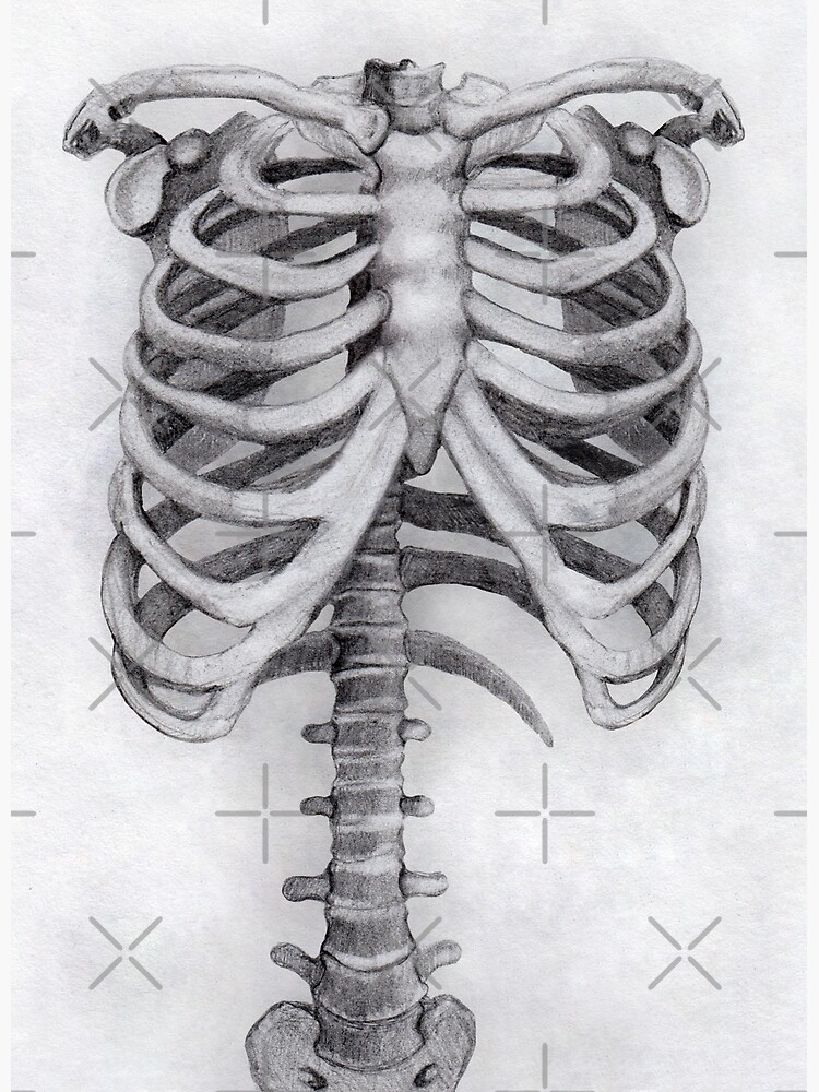 Premium Vector | A drawing of the rib cage with the ribs labeled as rib cage .