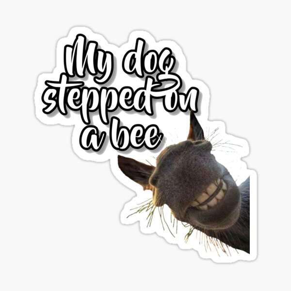 My dog stepped on a bee - 9GAG