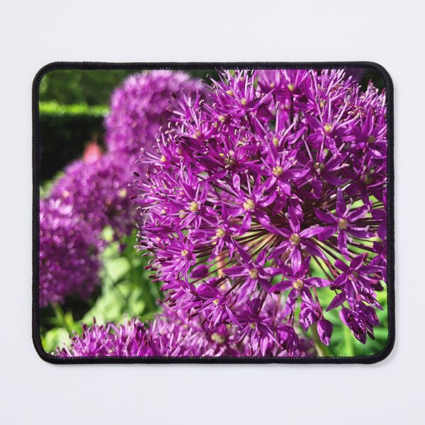 Item preview, Purple Allium designed and sold by Violaman.