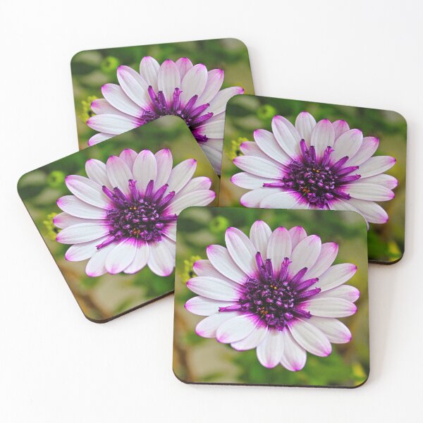 Item preview, African Daisy Flower Purple White Macro designed and sold by Anna Lemos.