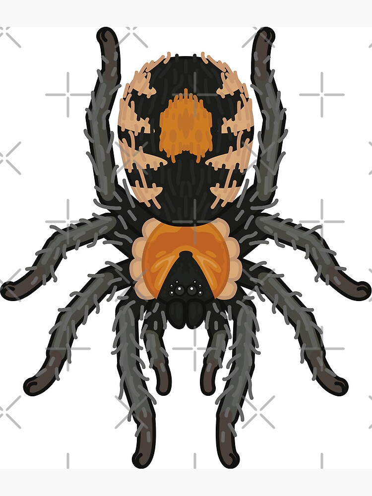 "Trinidad Dwarf Tarantula (Cyriocosmus elegans)" Poster for Sale by