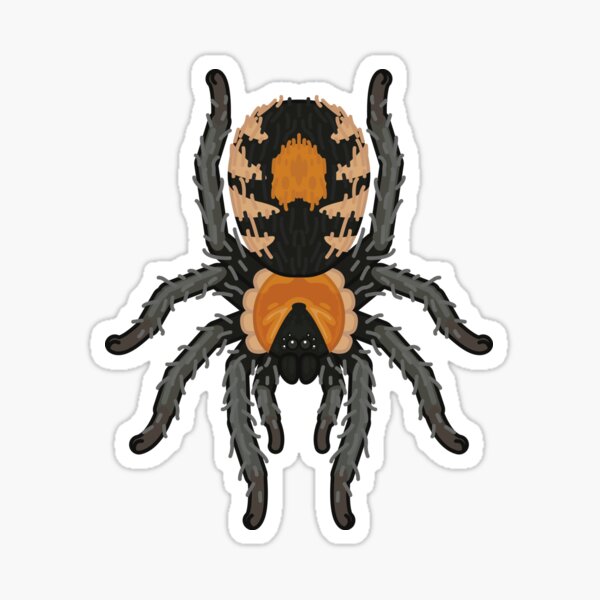 Item preview, Trinidad Dwarf Tarantula (Cyriocosmus elegans) designed and sold by TheFrogWrangler.
