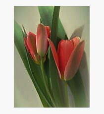 Tulips Photographic Print