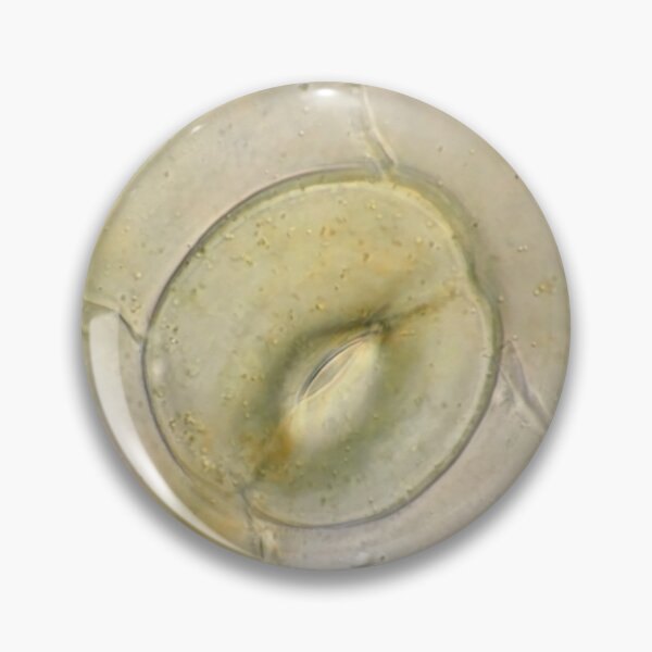Item preview, Stoma on orchid petal under the microscope designed and sold by SDym Photography.
