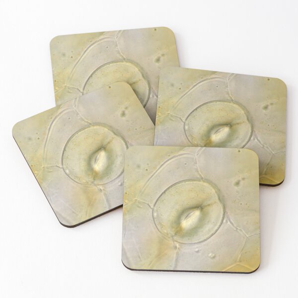 Item preview, Stoma on orchid petal under the microscope designed and sold by SDym Photography.
