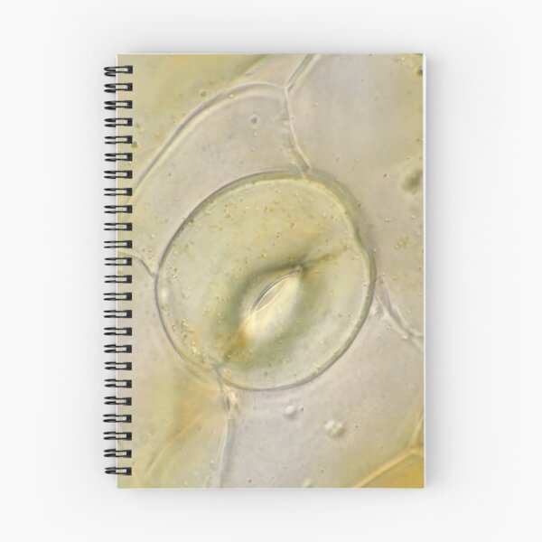 Item preview, Stoma on orchid petal under the microscope designed and sold by SDym Photography.