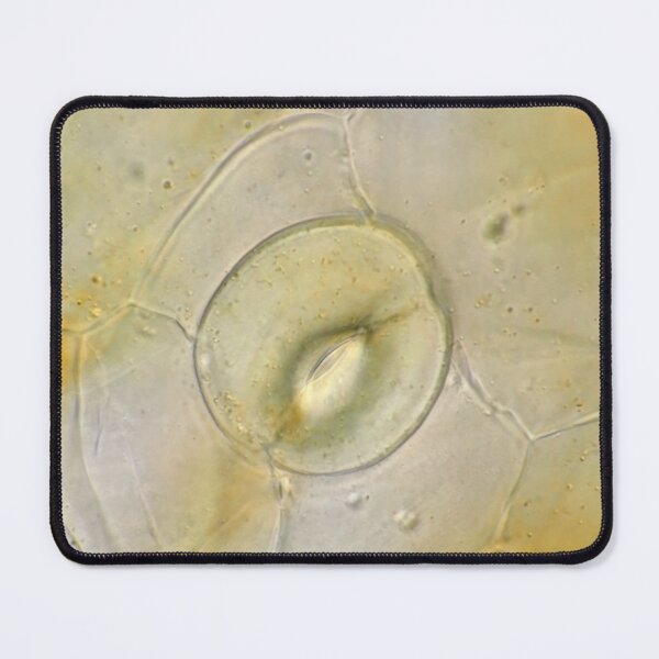 Item preview, Stoma on orchid petal under the microscope designed and sold by SDym Photography.