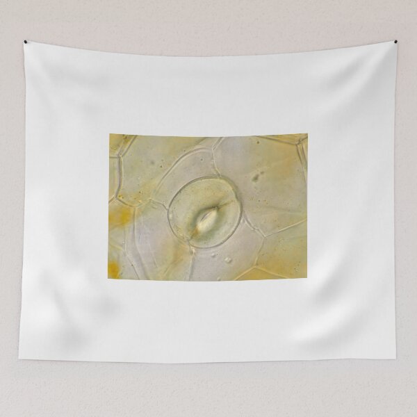 Item preview, Stoma on orchid petal under the microscope designed and sold by SDym Photography.
