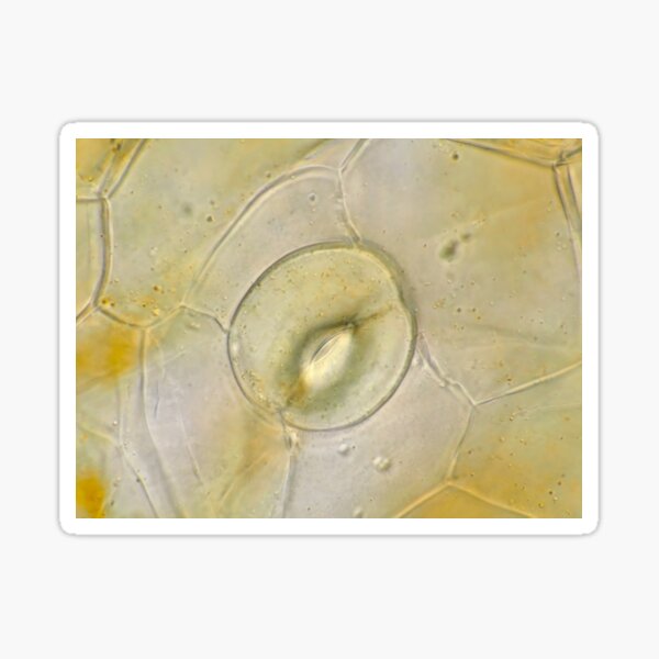 Item preview, Stoma on orchid petal under the microscope designed and sold by SDym Photography.