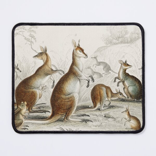 Item preview, Kangaroos, Woolly, Brush Tailed, Rat-Tailed Hypsiprymnus, and Rabbit-Eared Perameles Kangaroos designed and sold by Nola-Prints.