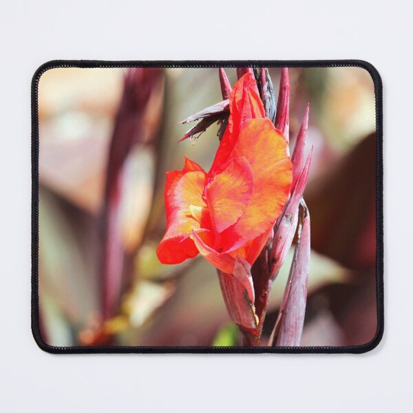 Item preview, Red Canna Lily designed and sold by Cynthia48.