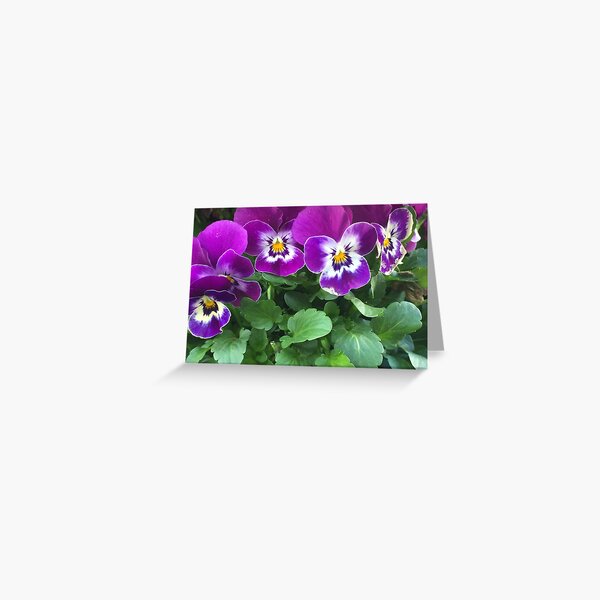 Purple pansies Greeting Card