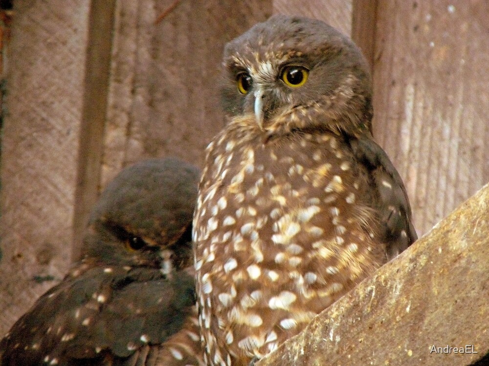 excuse-me-day-time-is-night-time-here-morepork-owl-nz-by