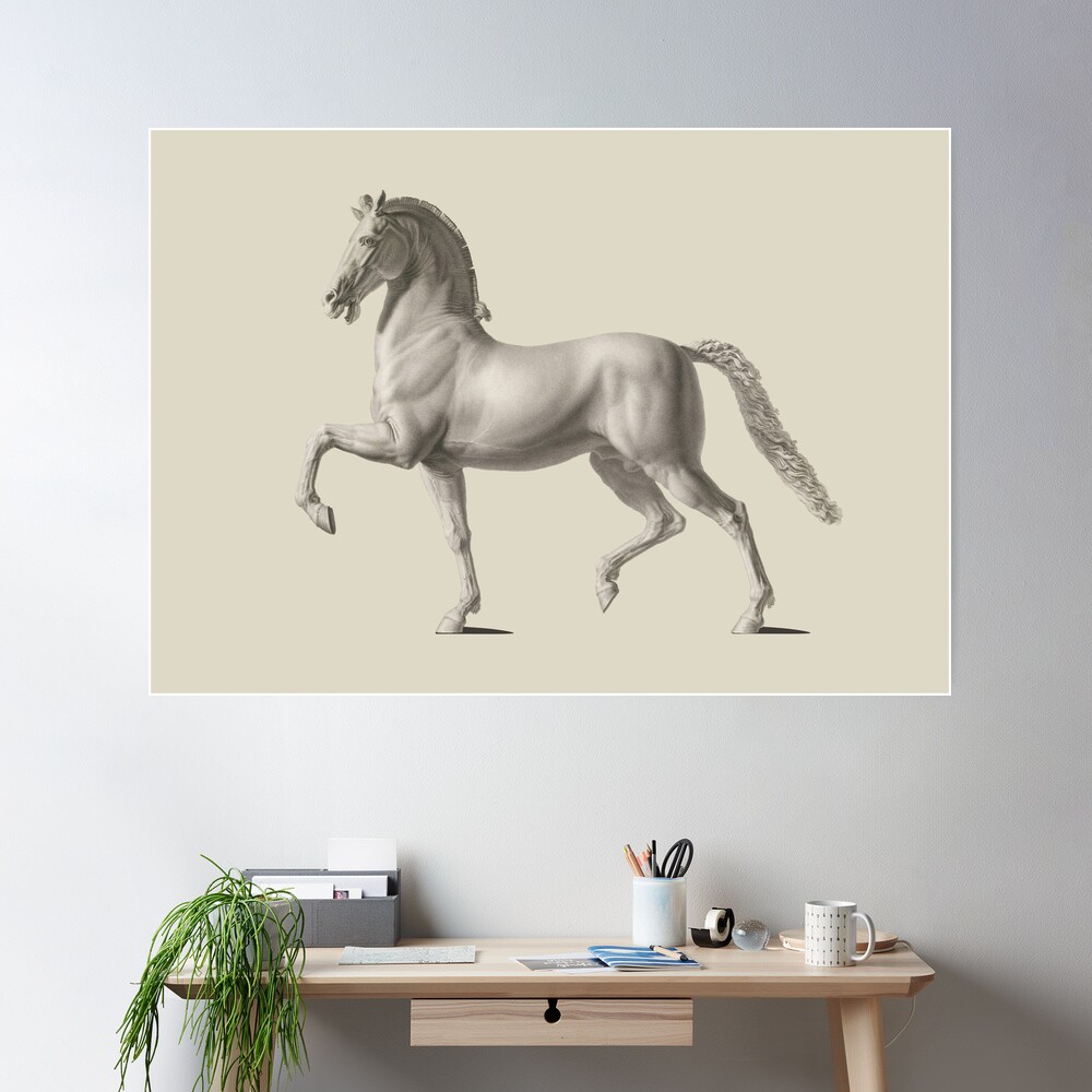 Horse, Domenico Marchetti - Giovanni Tognolli - Antonio Canova | Poster