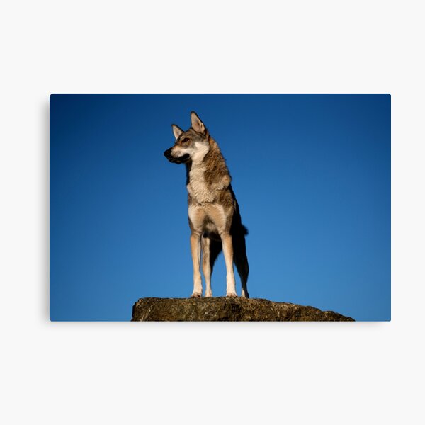 Blue Sky Tamaskan Canvas Print