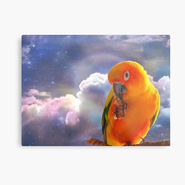 I'm Your Sunshine On A Cloudy Day...-Sun Conure - NZ Metal Print