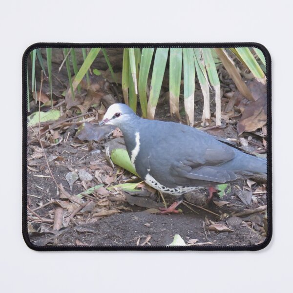Item preview, Wonga pigeon designed and sold by greentiger1.