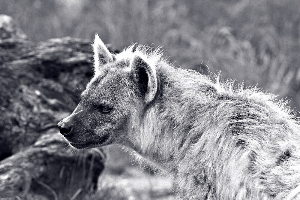 "Black and White Hyena" by kitlew | Redbubble