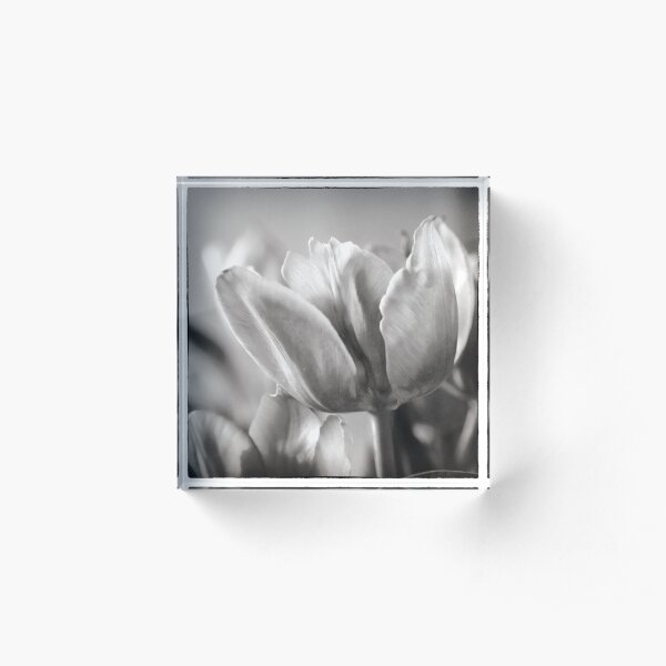Tulip Glow Acrylic Block