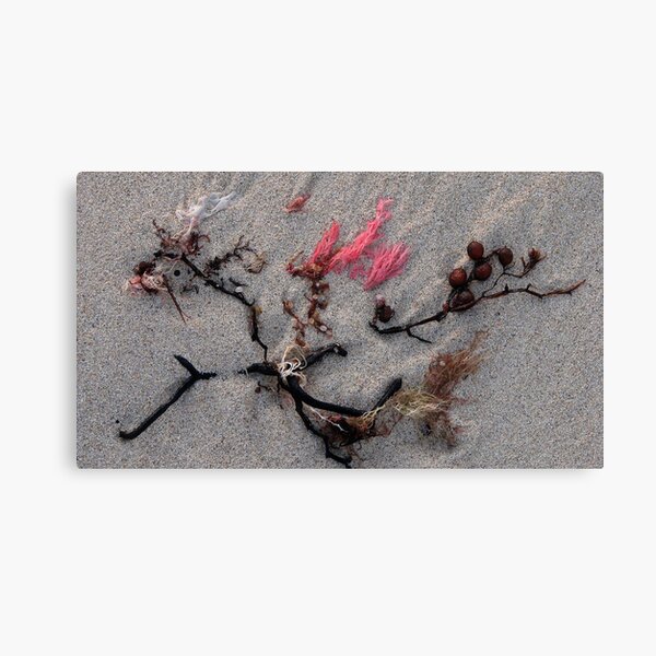 Foreshore Freize 2 Canvas Print
